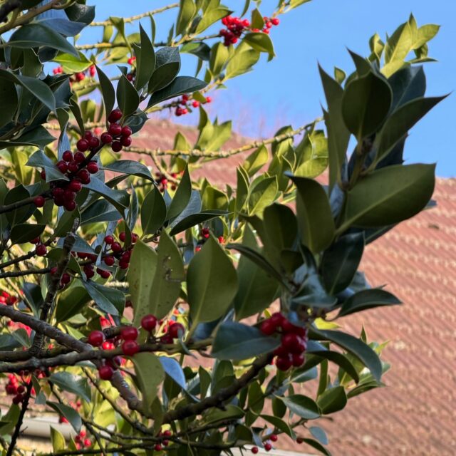 Noël s’est doucement installé aux Clavendiers ✨
Un peu partout, des signes qui ne trompent pas.

Au Refuge, le sapin a trouvé sa place pour accueillir nos hôtes pendant le temps des fêtes, et dans le jardin, le houx s’est teinté de rouge, comme un rappel que l’hiver est bien là 🌿🎄

Ces dernières semaines ont aussi été rythmées par les ateliers DIY des Clavendiers (merci Denise !) : des moments simples et chaleureux, où chacun est reparti avec ses créations de Noël… et le sourire.
Et puis sur la scène du Caveau on a vu le Père Noël venu partager un instant avec les enfants lors de soirées d'entreprises. Un vrai moment de magie de Noël 🎅✨

Aux Clavendiers, Noël se vit comme on l’aime : dans le partage, la créativité et les petits instants qui font de beaux souvenirs.

Nous vous souhaitons de très joyeuses fêtes de fin d'année !

#lesclavendiers#patrimoine#bourgogne#nuitssaintgeorges#artderecevoir#lieudévénement#Workshop#Séminaire#SalleDeRéunion#TeamBuilding#caveau #sallevoutée#evenementiel